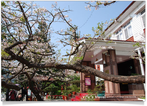 阿里山賞櫻》阿里山住宿飯店～阿里山賓館櫻花