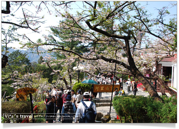 阿里山賞櫻》阿里山住宿飯店～阿里山賓館櫻花