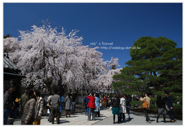 【京都旅遊】Via的京都自由行第2天～京都醍醐寺