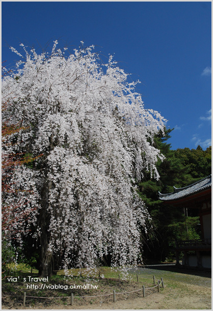 【京都旅遊】Via的京都自由行第2天～京都醍醐寺