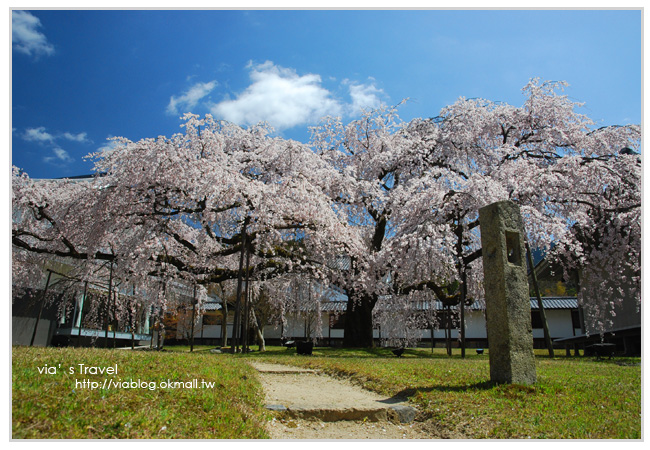 【京都旅遊】Via的京都自由行第2天～京都醍醐寺