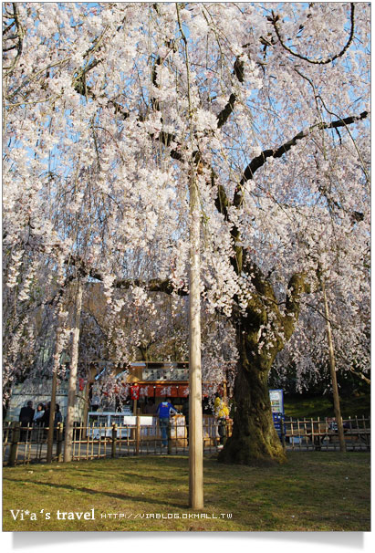 【日本京都旅遊】京都賞櫻名所～櫻花滿開的圓山公園