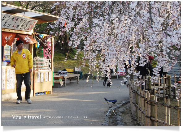 【日本京都旅遊】京都賞櫻名所～櫻花滿開的圓山公園