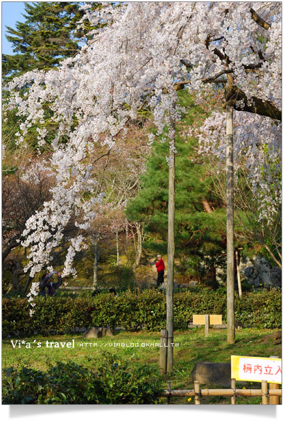 【日本京都旅遊】京都賞櫻名所～櫻花滿開的圓山公園