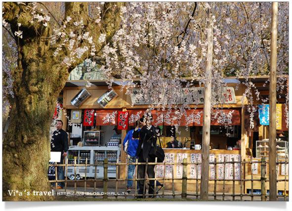 【日本京都旅遊】京都賞櫻名所～櫻花滿開的圓山公園