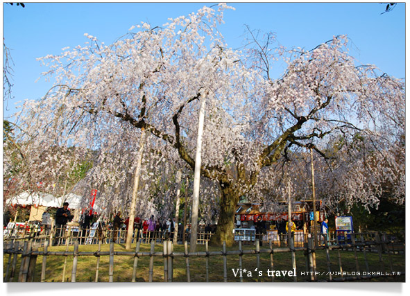 【日本京都旅遊】京都賞櫻名所～櫻花滿開的圓山公園