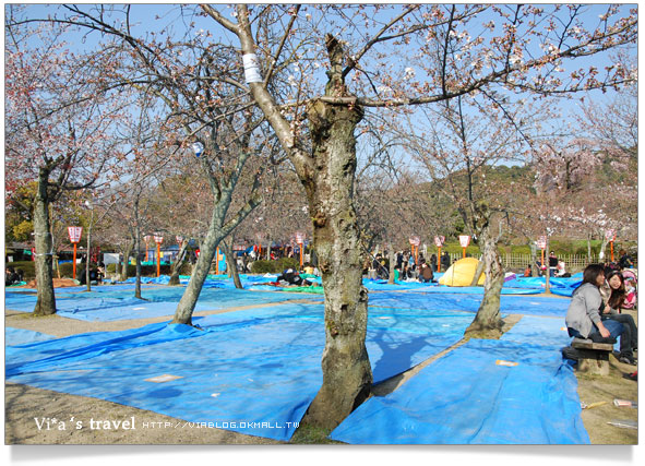 【日本京都旅遊】京都賞櫻名所～櫻花滿開的圓山公園