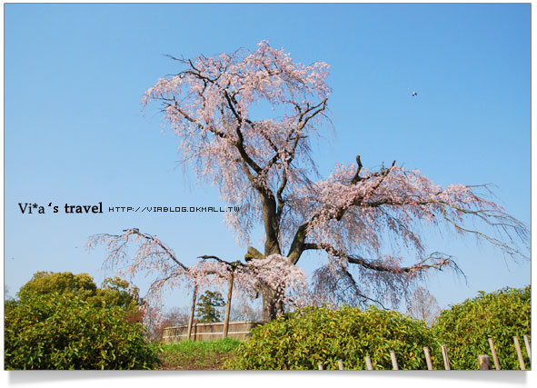 【日本京都旅遊】京都賞櫻名所～櫻花滿開的圓山公園