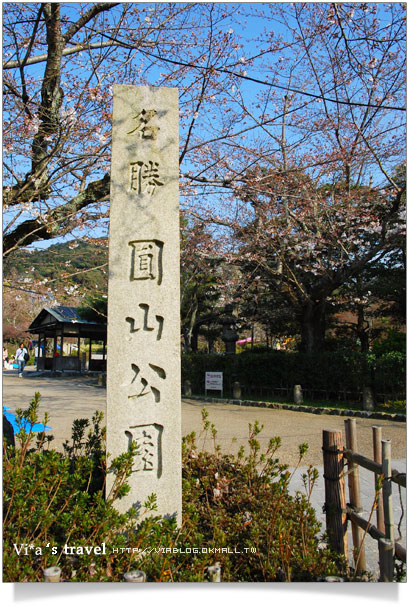 【日本京都旅遊】京都賞櫻名所～櫻花滿開的圓山公園