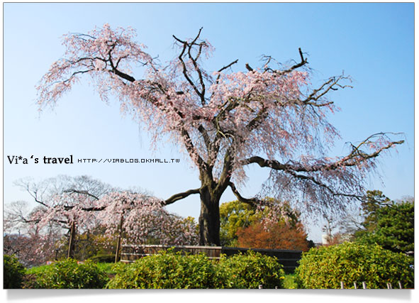 【日本京都旅遊】京都賞櫻名所～櫻花滿開的圓山公園