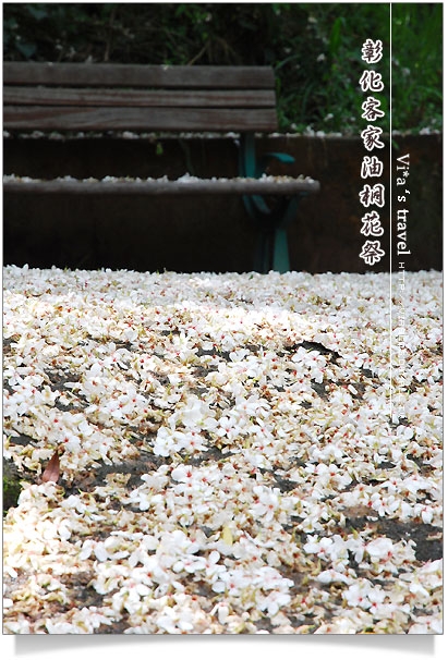 【2009桐花祭賞花步道】彰化油桐花步道～芬園鄉挑水古道賞桐花桐花祭賞花步道