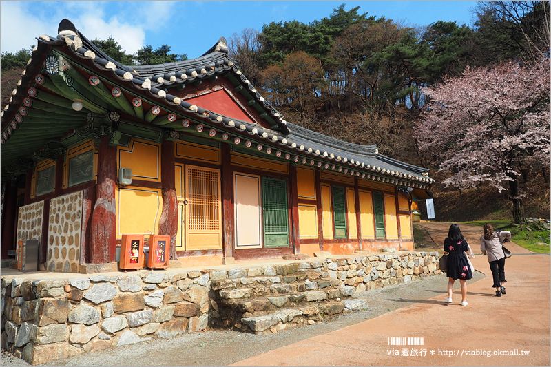 韓國賞櫻景點》水原華城行宮～世界文化遺產景點！古城秀麗迷人、櫻花綻放時節美不勝收