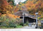 東北賞楓推薦》秋田國道341號～又是一條爆炸美的紅葉公路！一山又一山的秋紅相伴