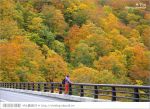 東北賞楓推薦》秋田國道341號～又是一條爆炸美的紅葉公路！一山又一山的秋紅相伴