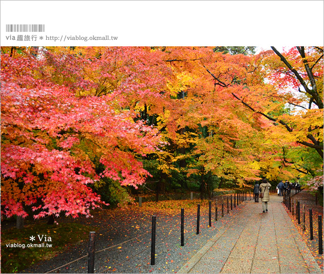 京都賞楓自由行》京都賞楓必去！無敵楓葉隧道～長岡京市「光明寺」