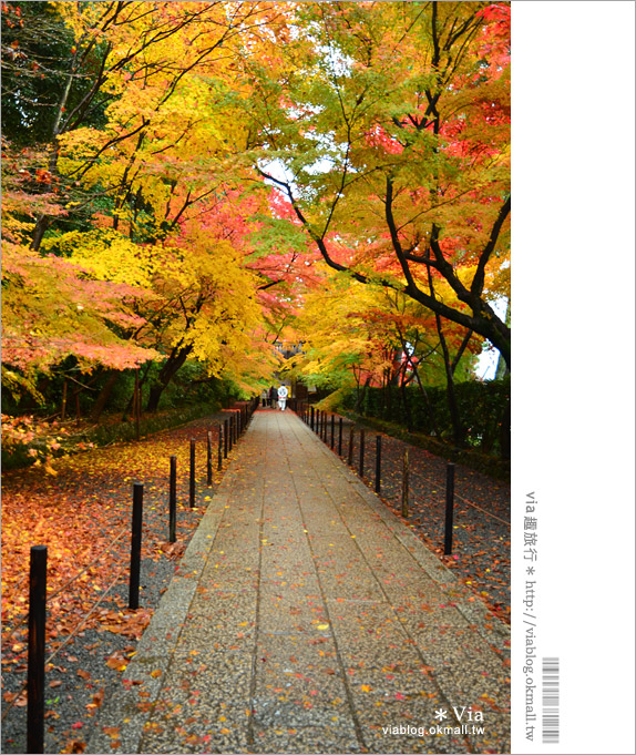 京都賞楓自由行》京都賞楓必去！無敵楓葉隧道～長岡京市「光明寺」