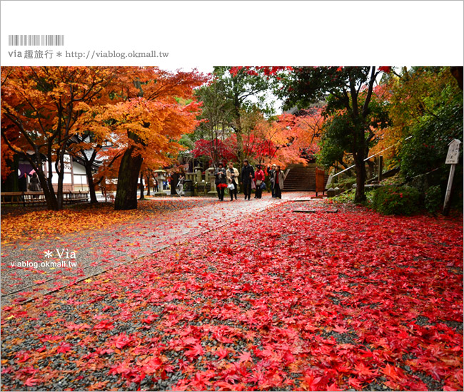 京都賞楓自由行》京都賞楓必去！無敵楓葉隧道～長岡京市「光明寺」