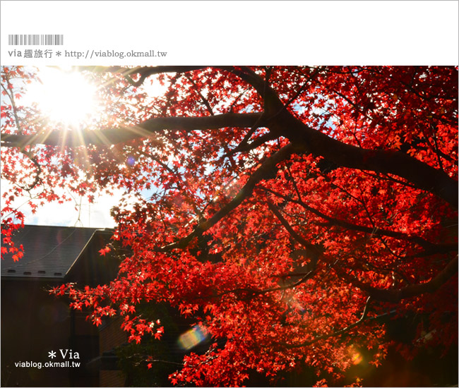 京都賞楓景點》京都琉璃光院～美翻！日式屋廊與紅葉結合的美景！