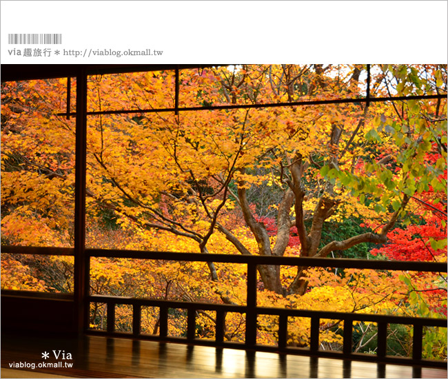 京都賞楓景點》京都琉璃光院～美翻！日式屋廊與紅葉結合的美景！