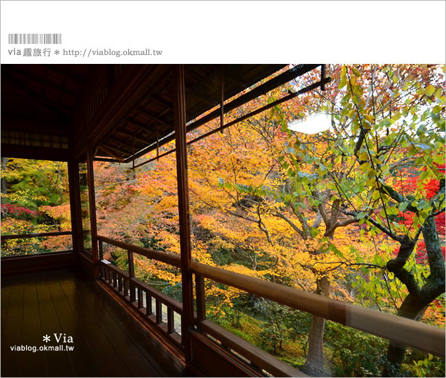 京都賞楓景點》京都琉璃光院～美翻！日式屋廊與紅葉結合的美景！