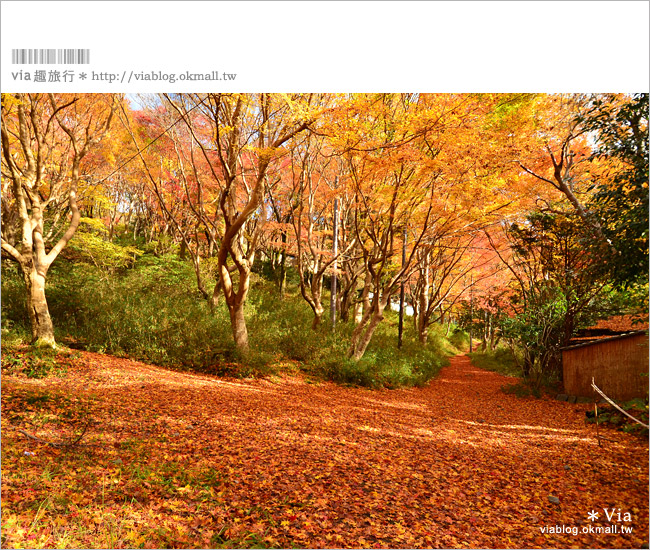 京都賞楓景點》京都琉璃光院～美翻！日式屋廊與紅葉結合的美景！