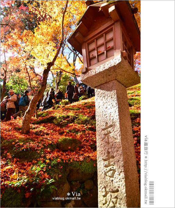 京都賞楓推薦》京都常寂光寺～一生必去一次的賞楓景點！