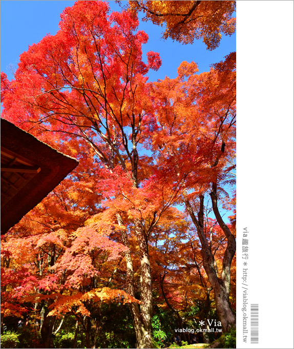 京都賞楓推薦》京都常寂光寺～一生必去一次的賞楓景點！