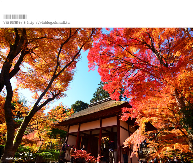 京都賞楓推薦》京都常寂光寺～一生必去一次的賞楓景點！