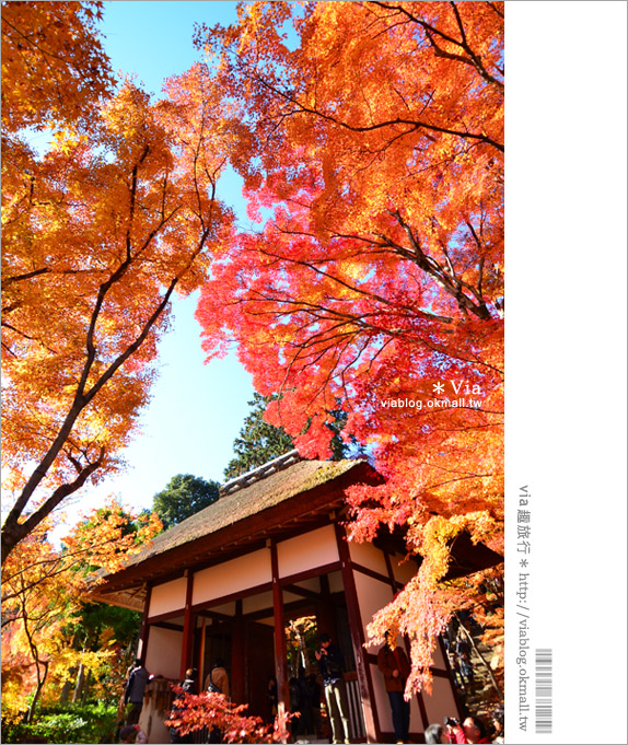 京都賞楓推薦》京都常寂光寺～一生必去一次的賞楓景點！