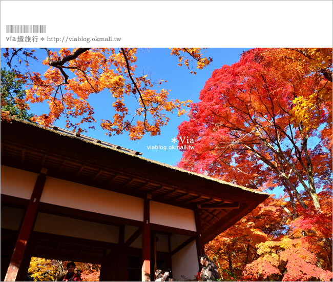 京都賞楓推薦》京都常寂光寺～一生必去一次的賞楓景點！